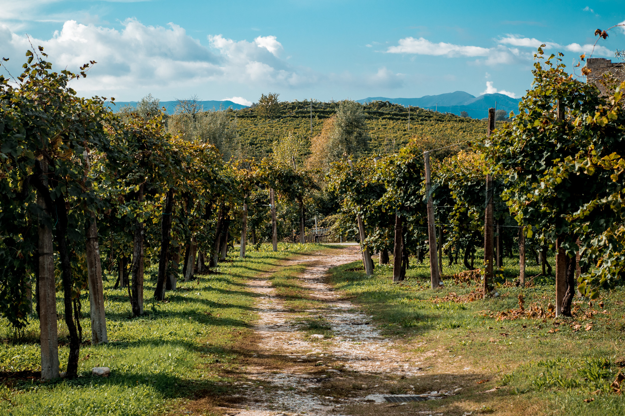 Walking the Prosecco Hills, Trekking the Prosecco Hills, Italy